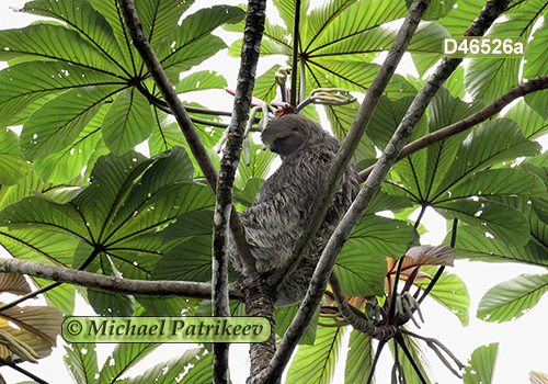 Brown-throated Sloth (Bradypus variegatus)